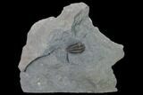 Flexicalymene Trilobite - LaPrairie, Quebec #164362-5